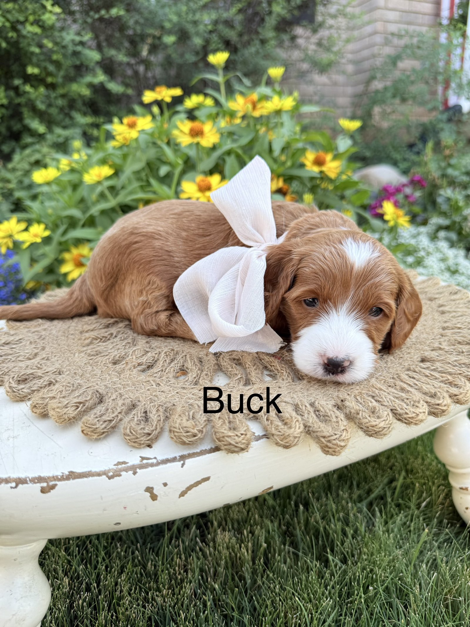 Buck