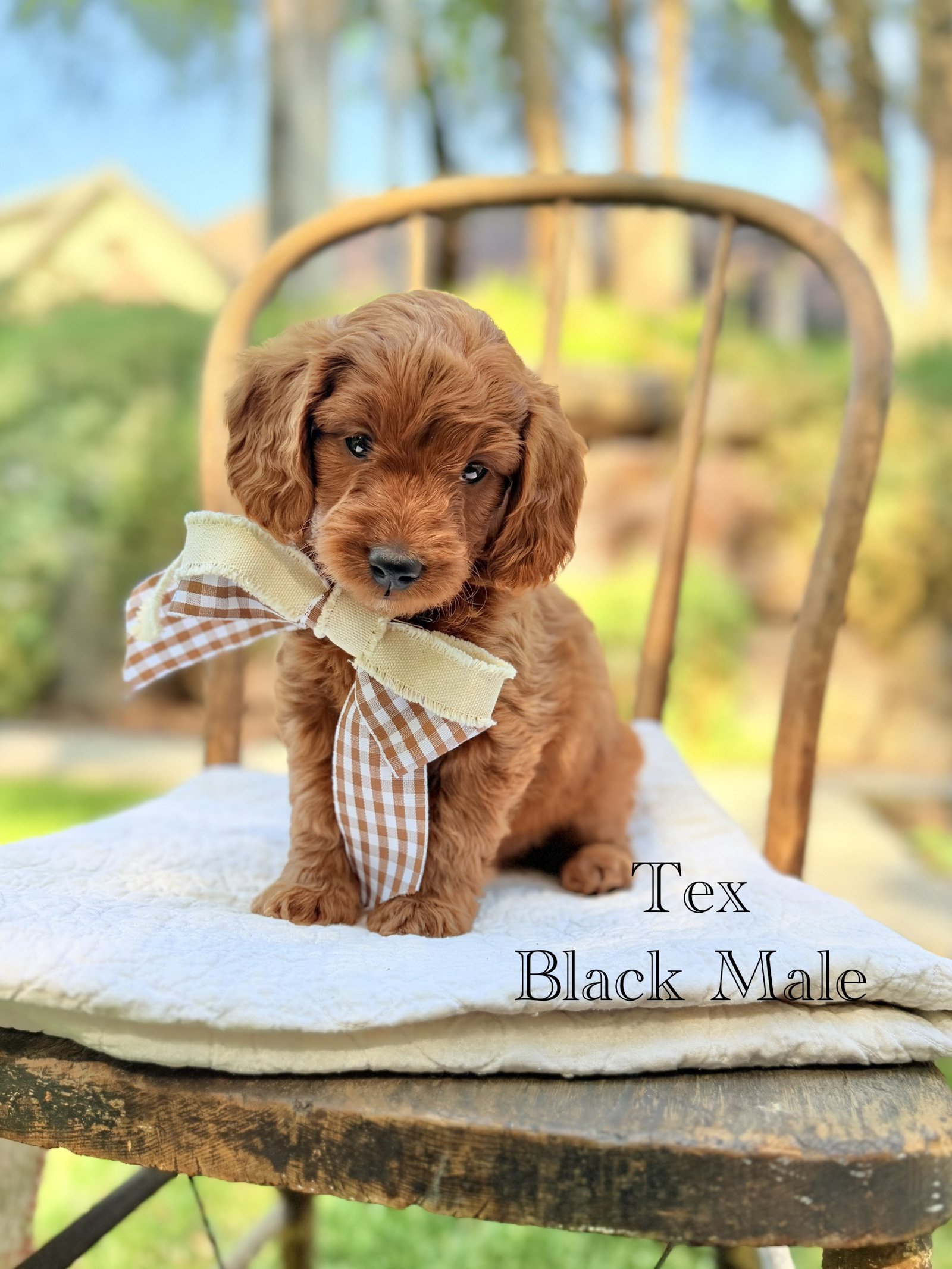 Tex