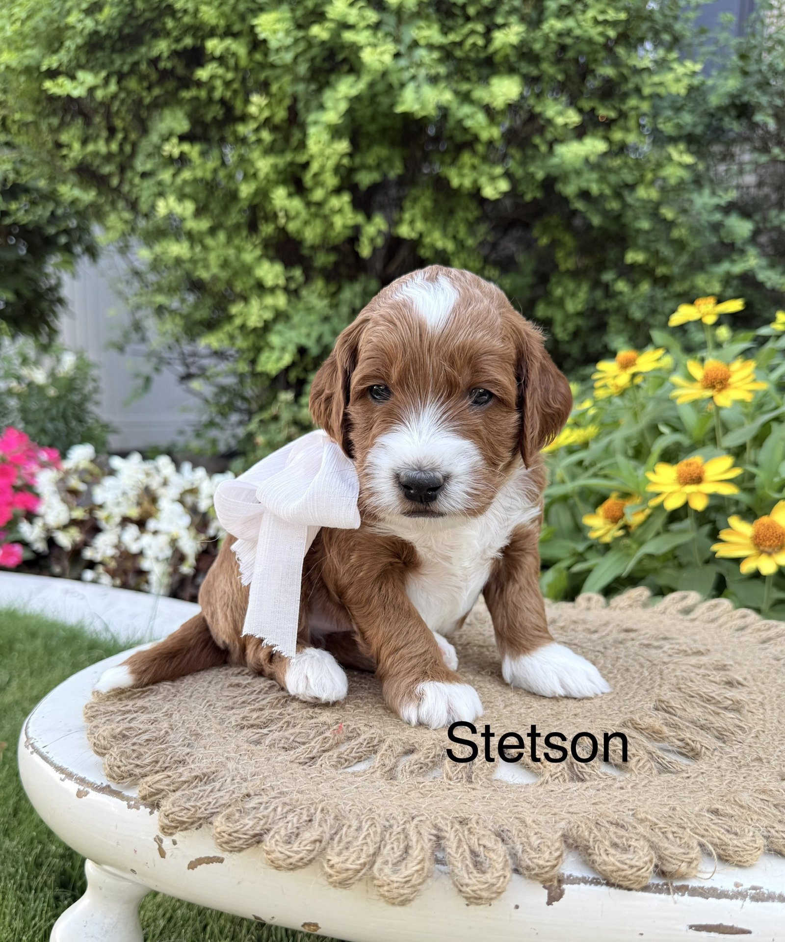 Stetson