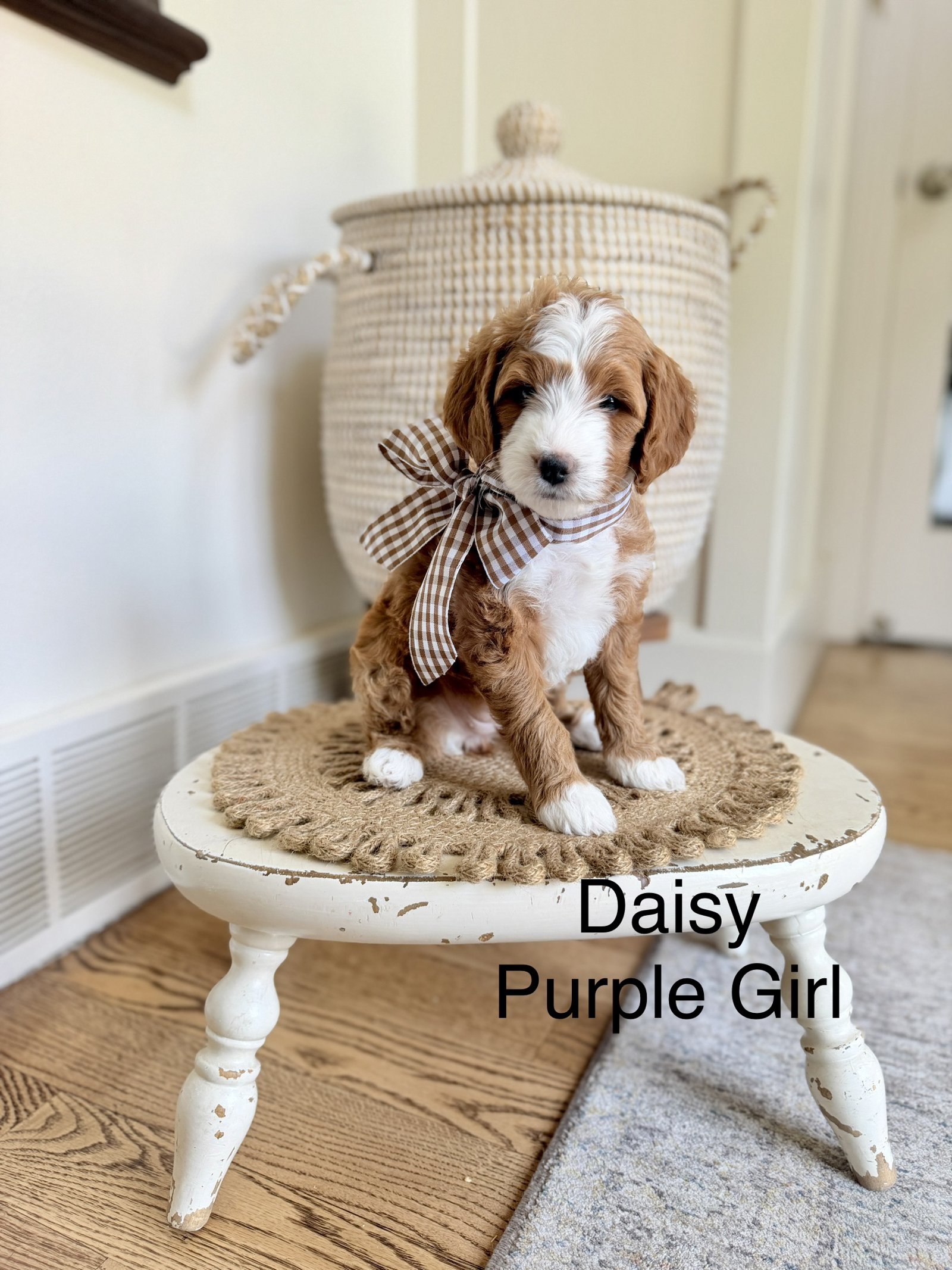 Daisy