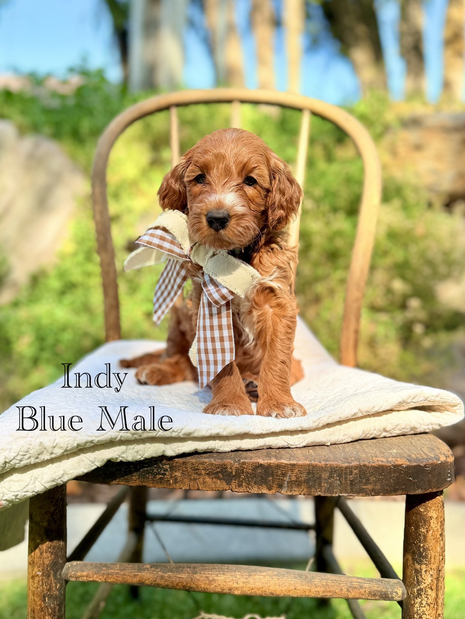 Indy