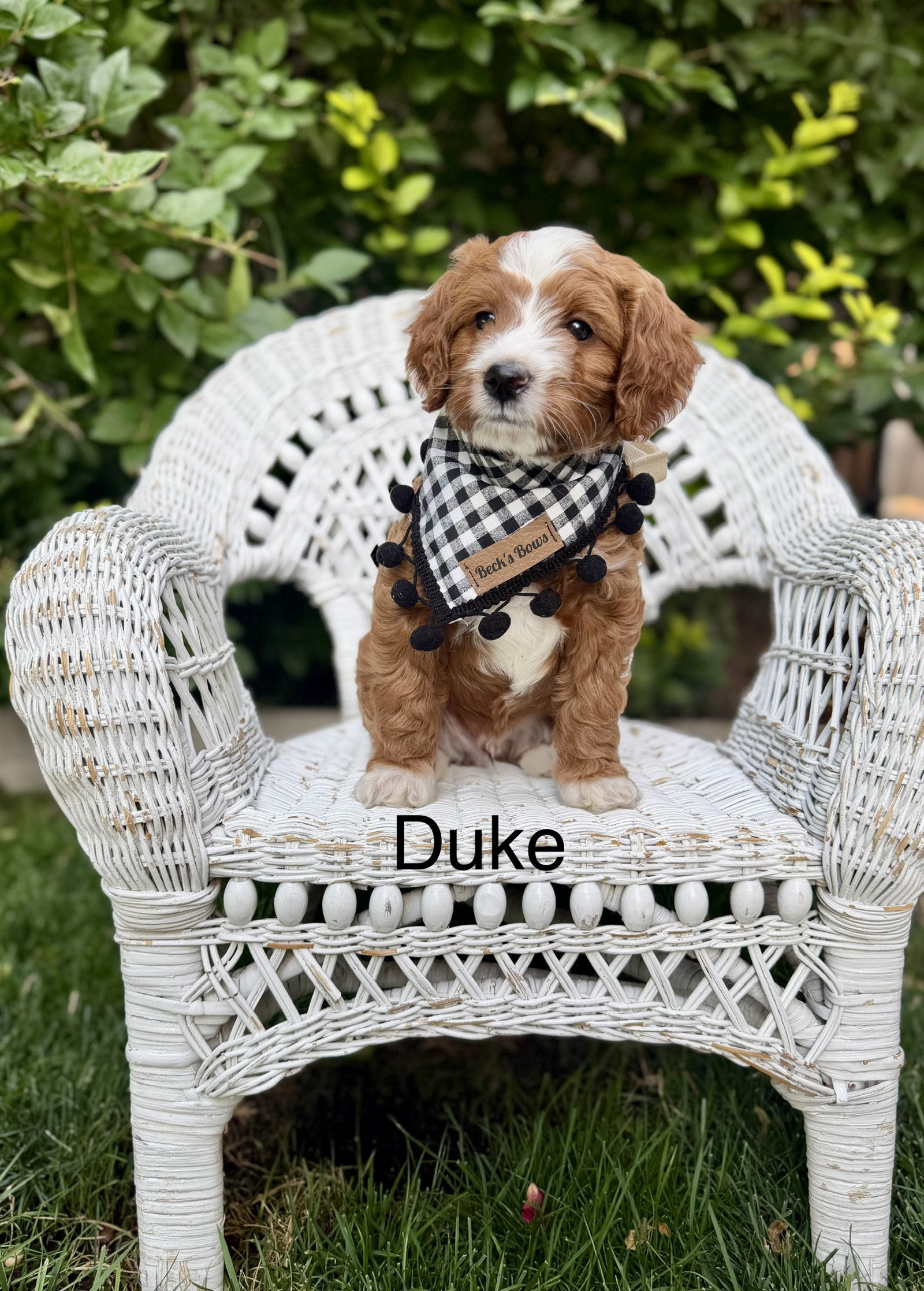 Duke
