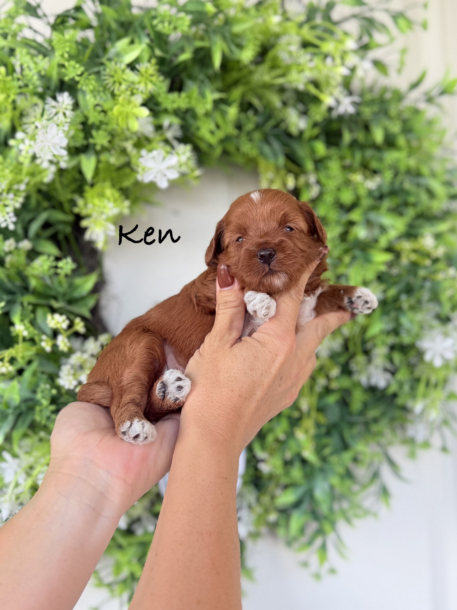Ken photo 1