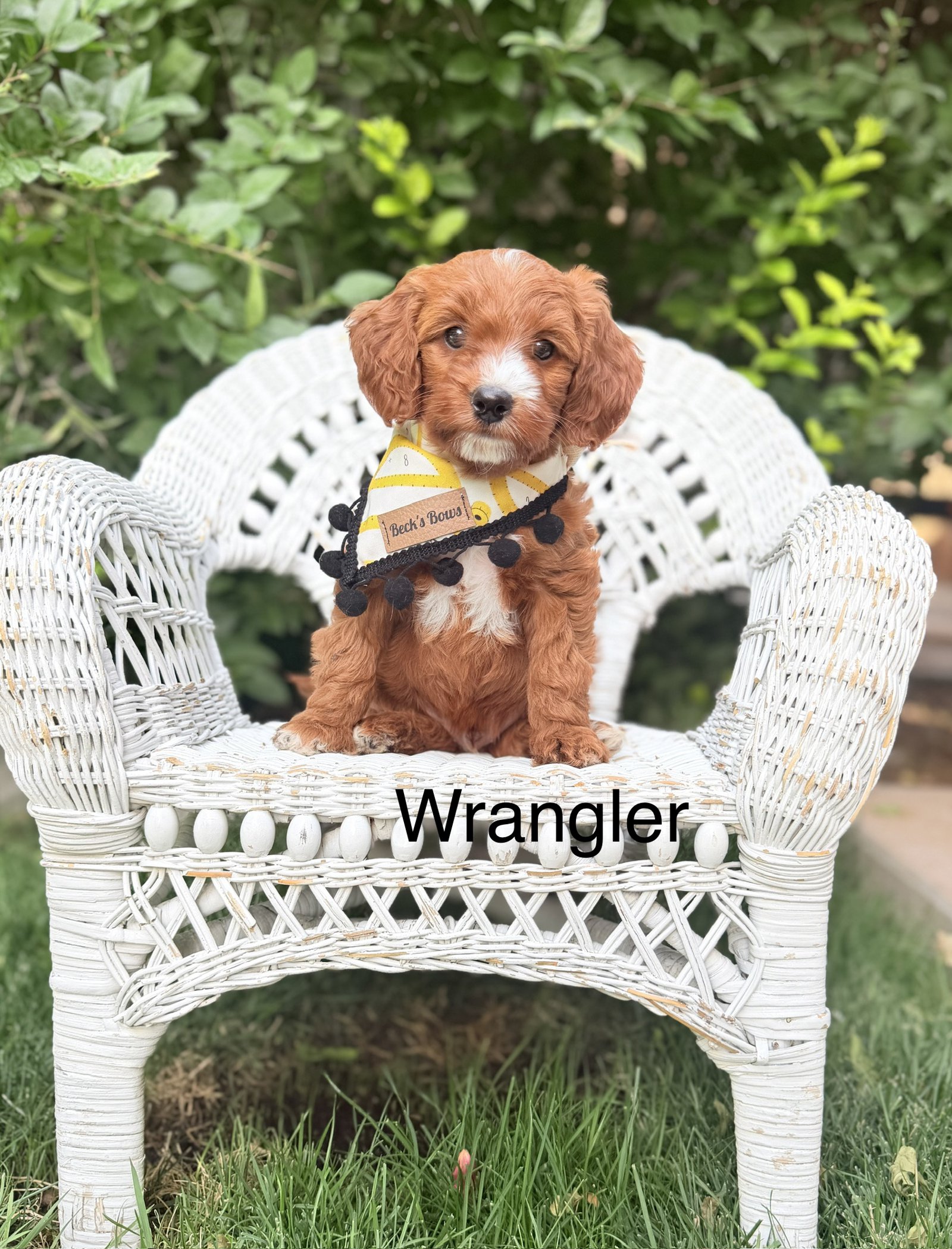 Wrangler