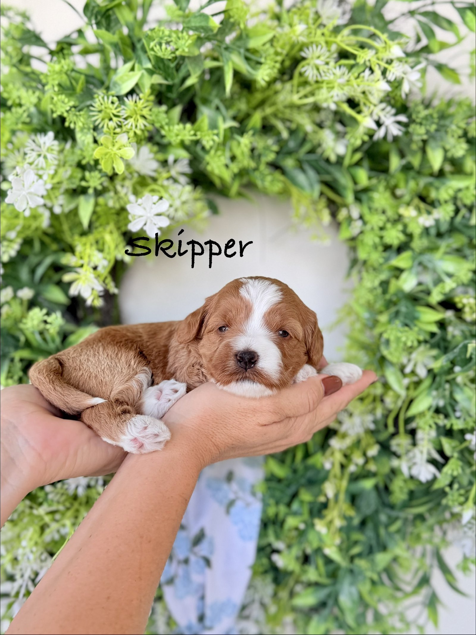 Skipper photo 1