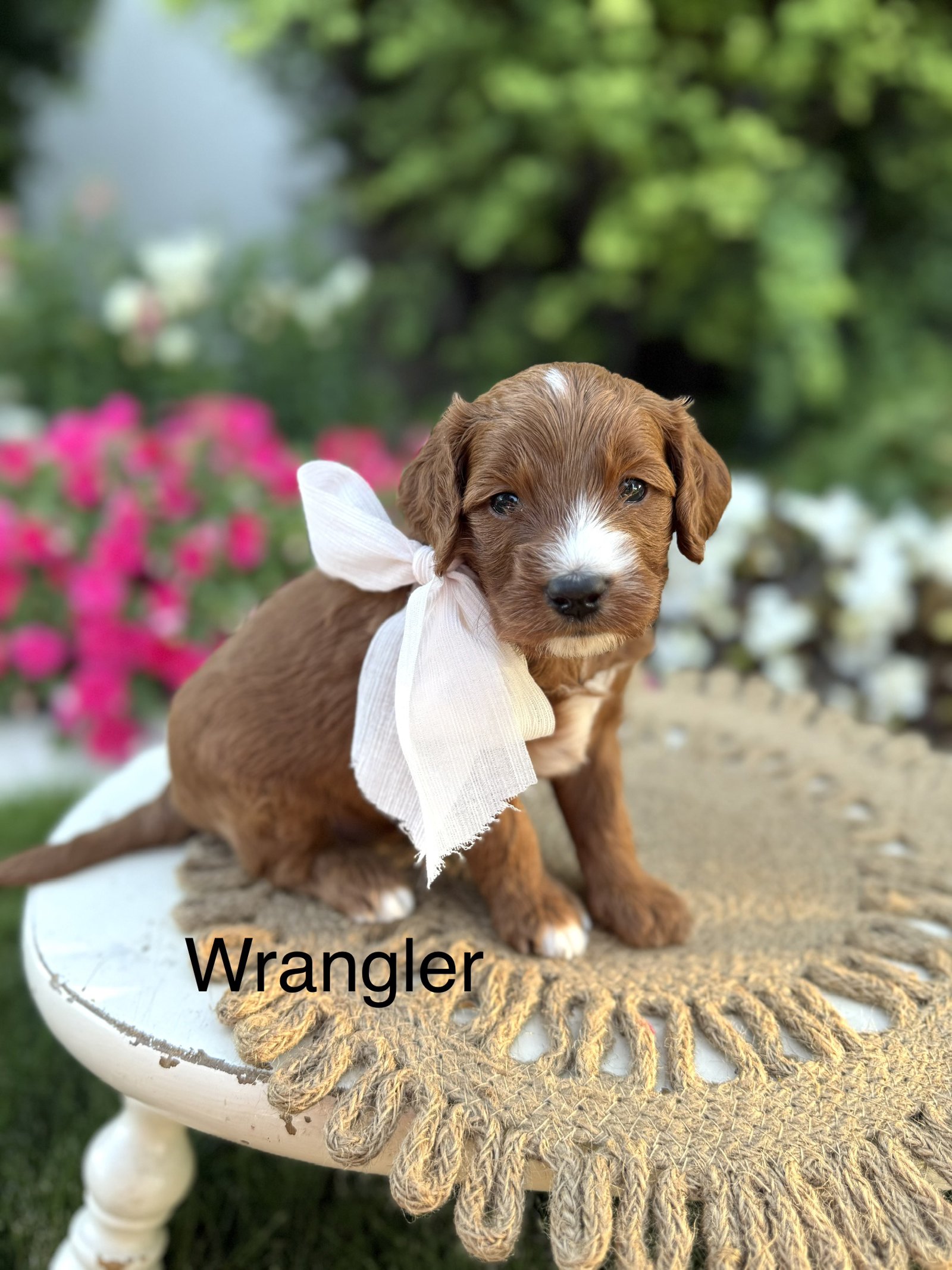 Wrangler