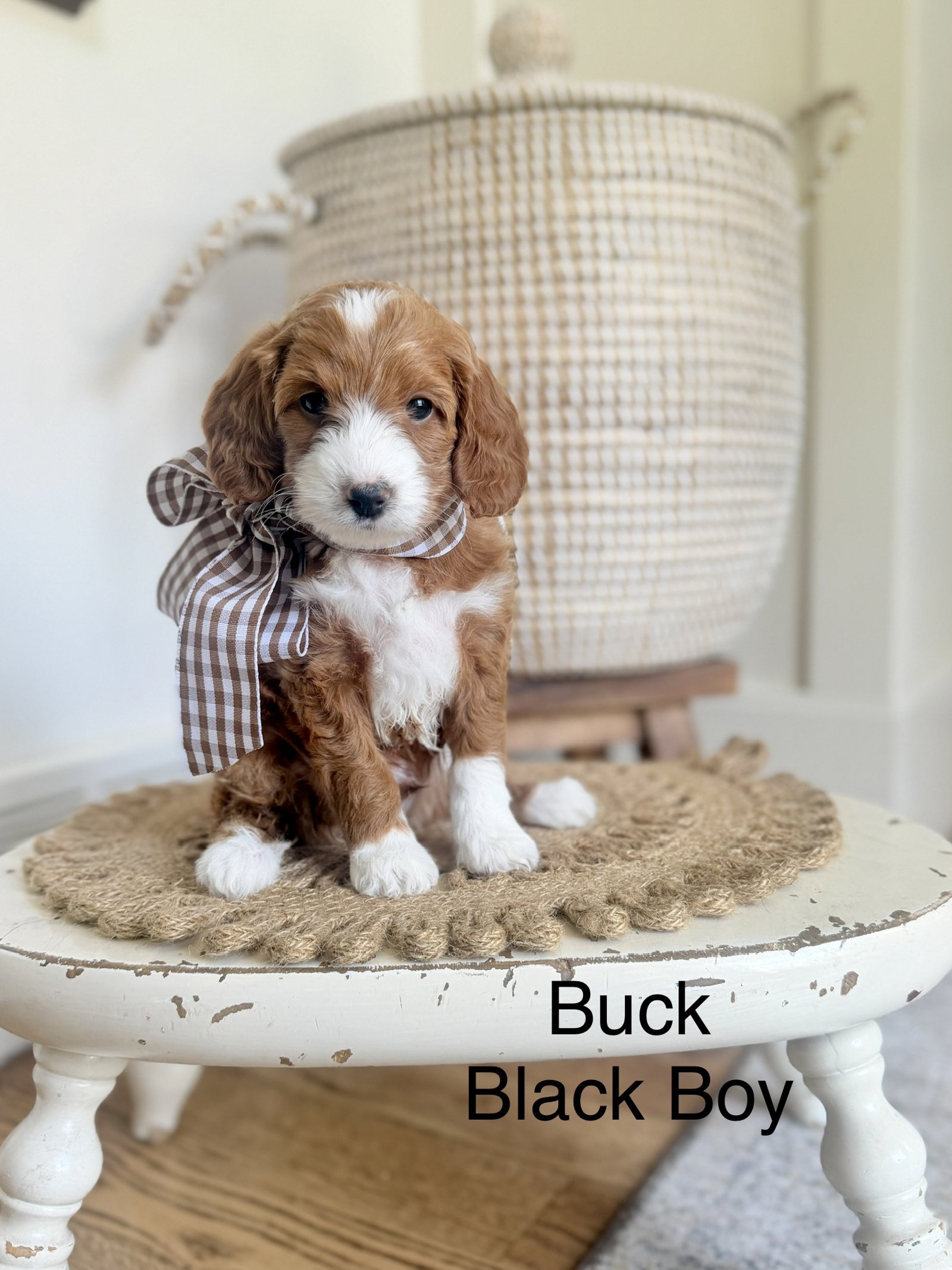 Buck