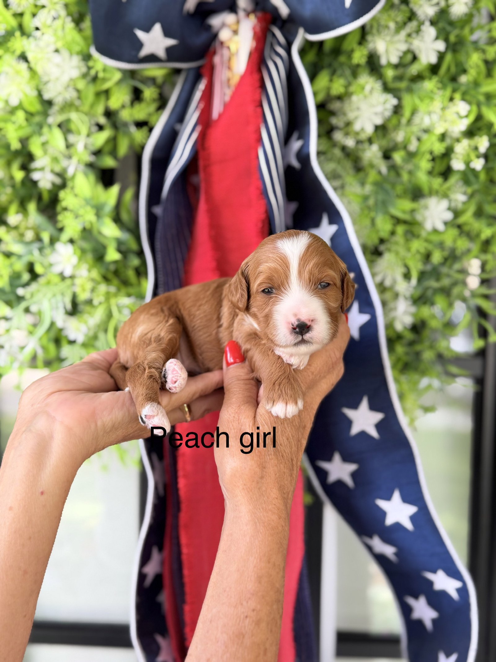 Peach collar female — Bowie and Lord Business puppy