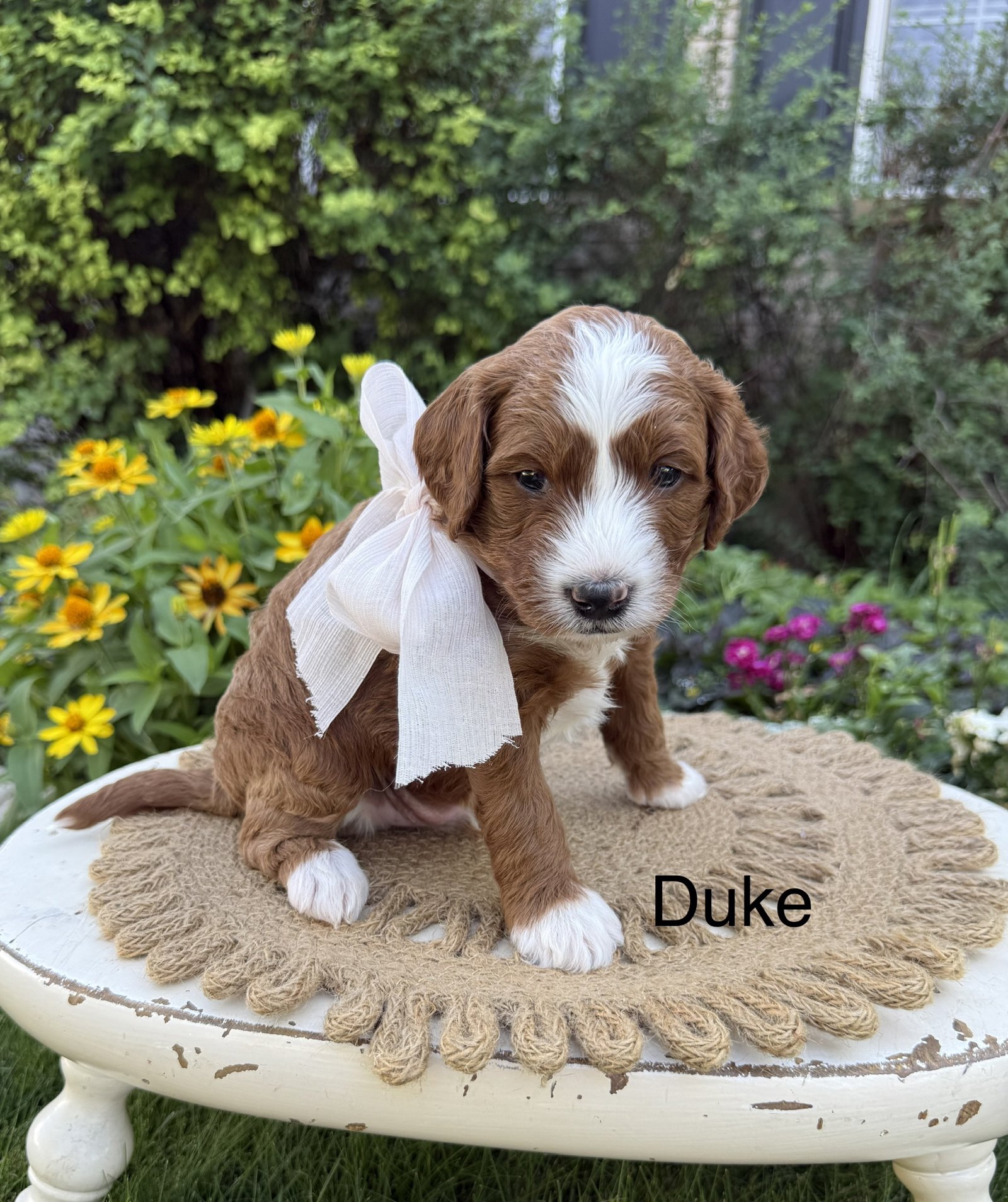 Duke