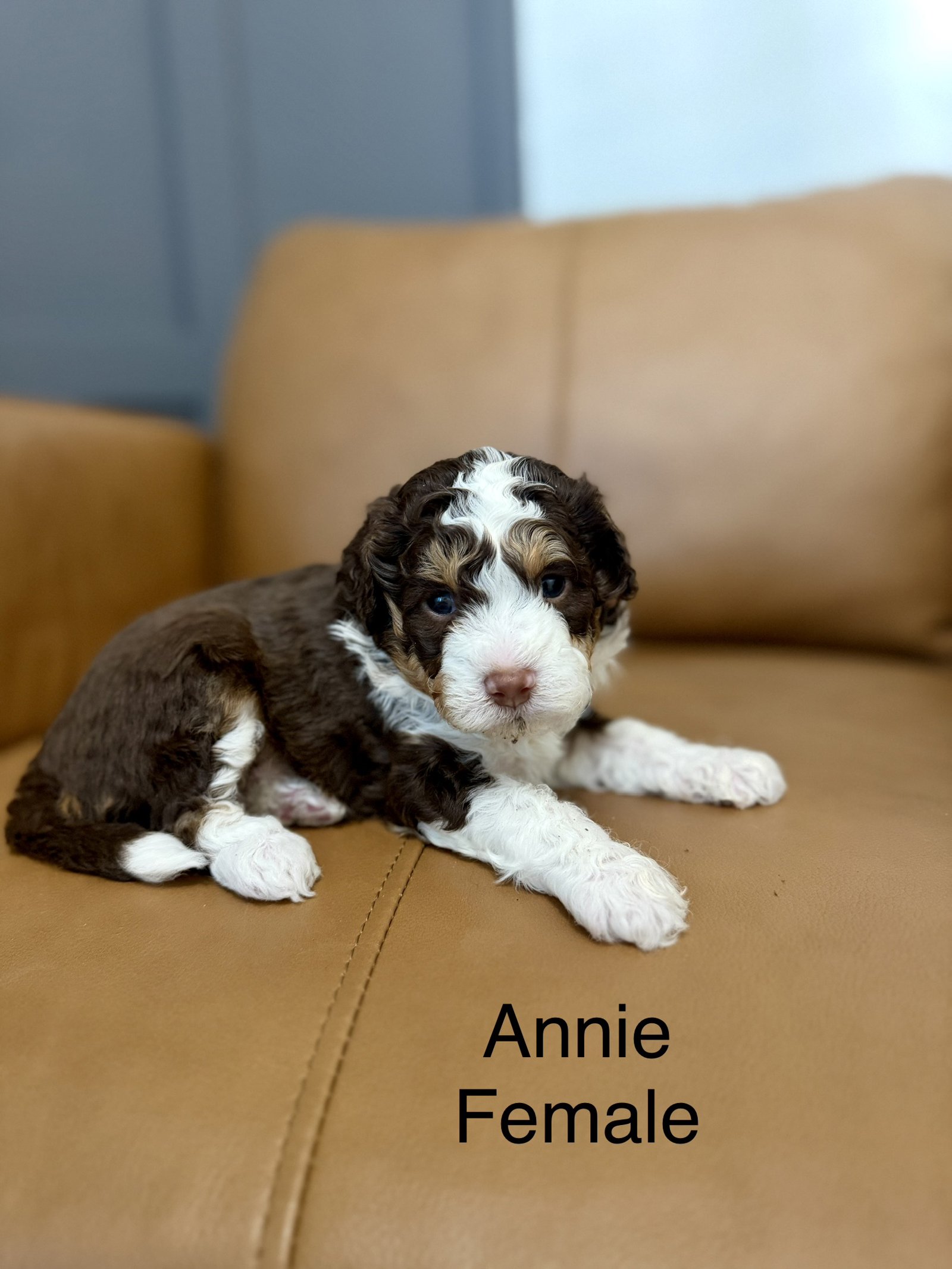 Annie gallery item 2