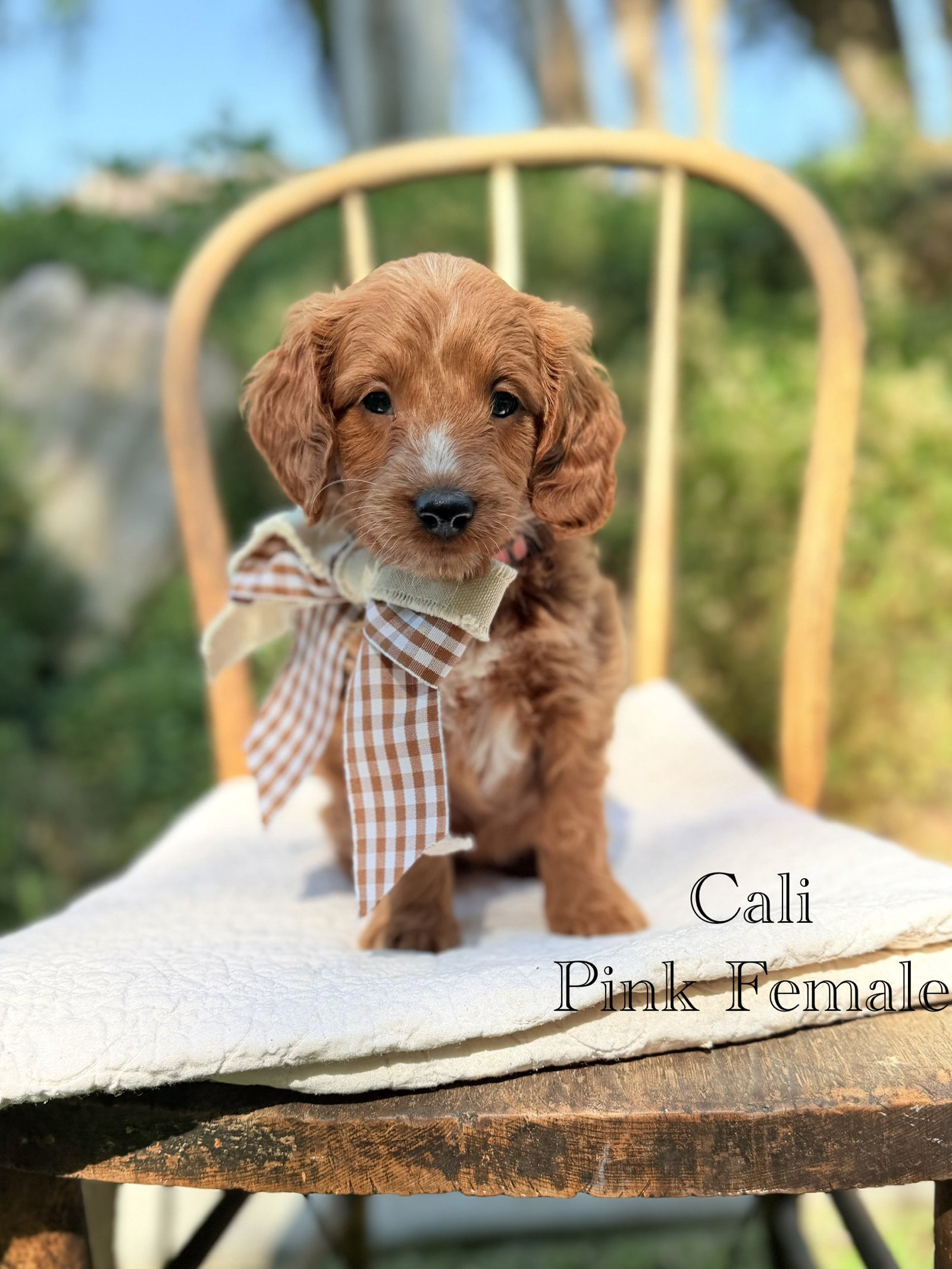 Cali