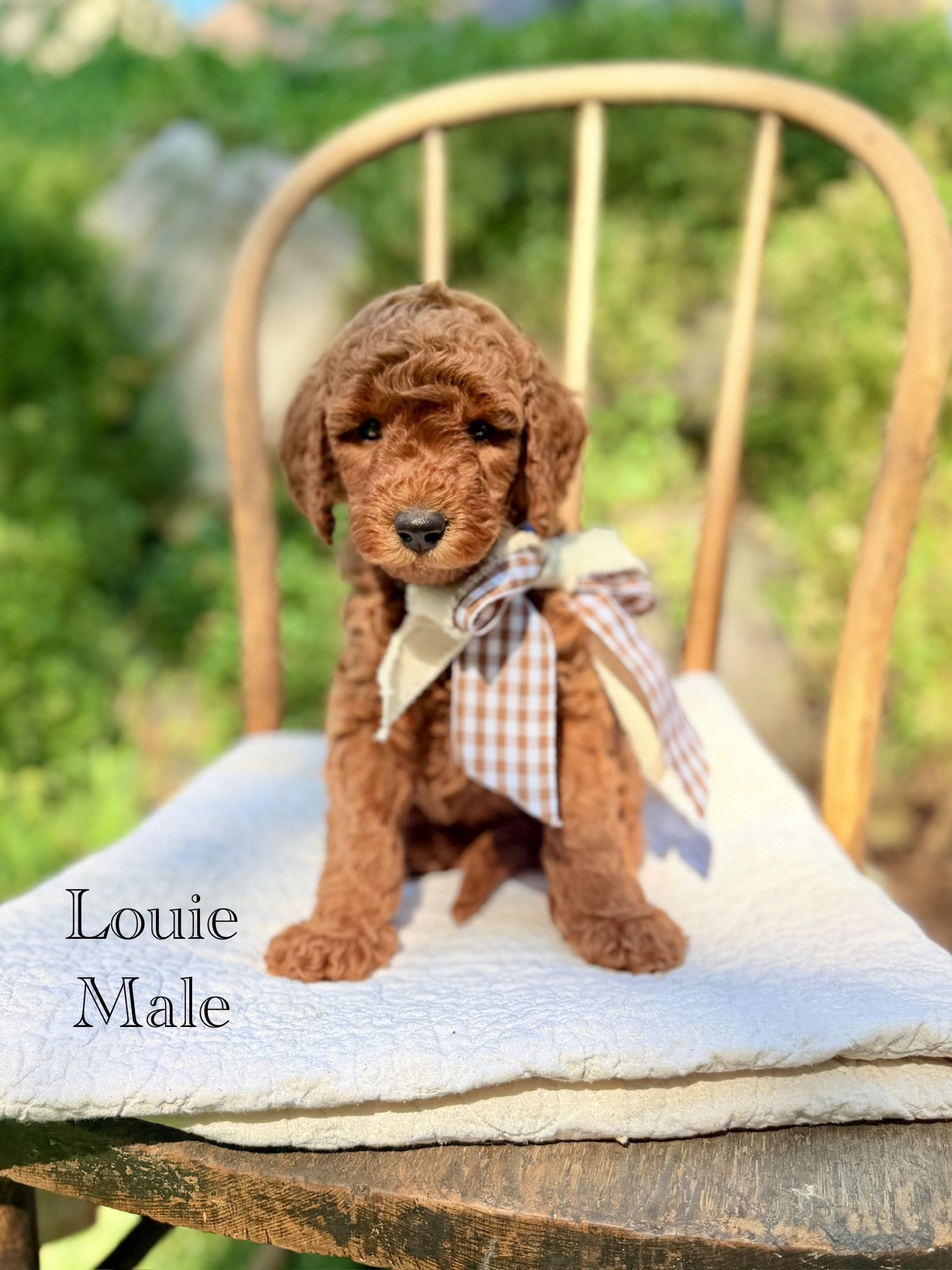 Louie